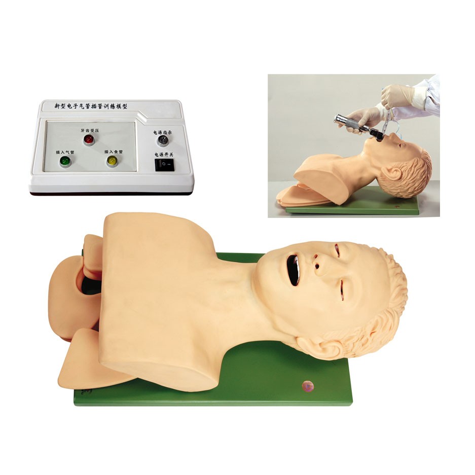 医学教学模型 医学教学模型