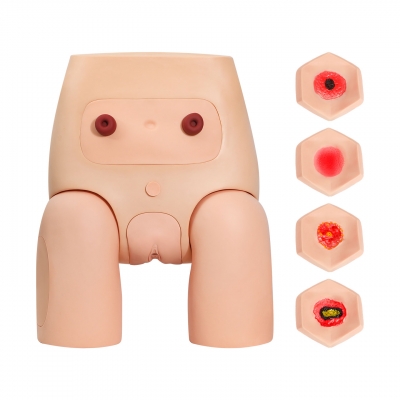高级女性导尿示教模型
