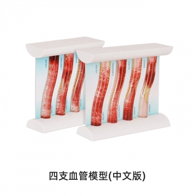 四支血管模型（中文版）