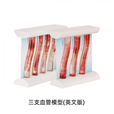 三支血管模型（英文版）