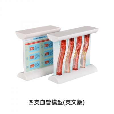 四支血管模型（英文版）