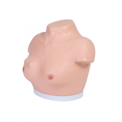 高级乳腺视诊与触诊模型
